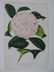Delicata Amoena, Camellia