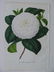 Compacta Alba, Camellia