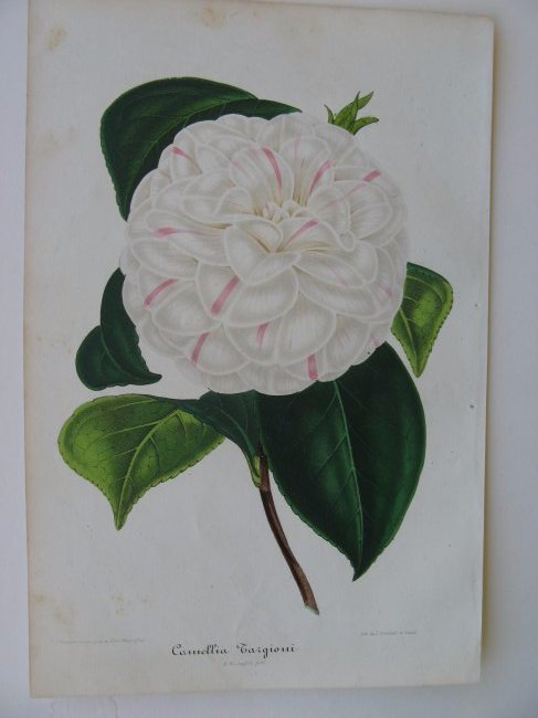 Targioni, Camellia: Lithograph of Camllia 'Targioni'. From "New Iconography of Camellias" based on art by Bernard Leon. Published by A. Verschaffelt, Ghent Belgium 1854-67. Size 9.75 x 6.5 inches. Please note that this l