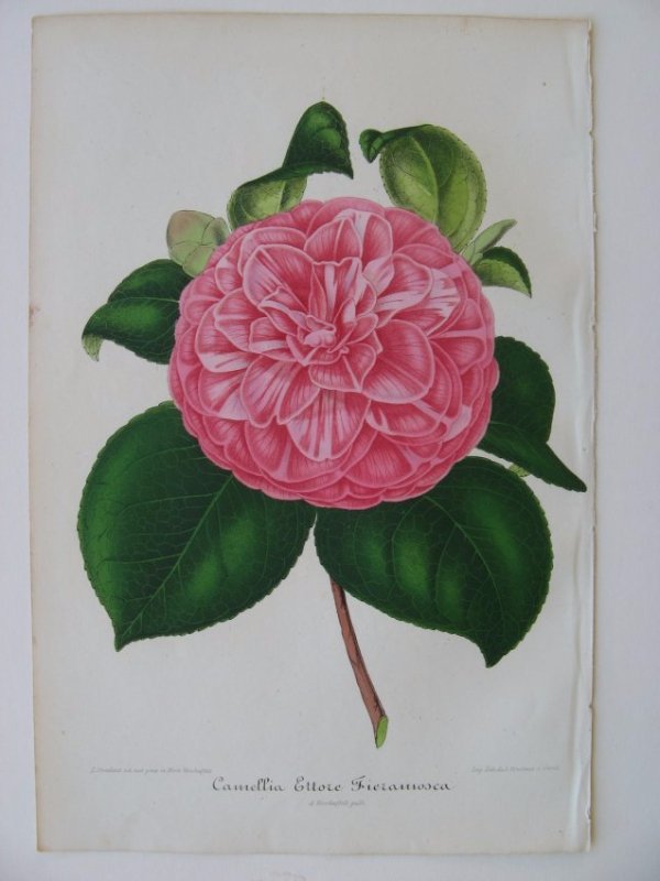 Ettore Fieramosca, Camellia: Lithograph of Camellia 'Ettore Fieramosca'. From "New Iconography of Camellias" based on art by Bernard Leon. Published by A. Verschaffelt, Ghent Belgium 1854-67. Size 9.75 x 6.5 inches. Please note t