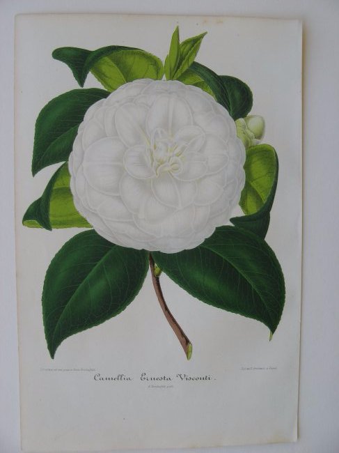 Ernesta Visconti, Camellia: Lithograph of Camellia 'Ernesta Visconti'. From "New Iconography of Camellias" based on art by Bernard Leon. Published by A. Verschaffelt, Ghent Belgium 1854-67. Size 9.75 x 6.5 inches. Please note th