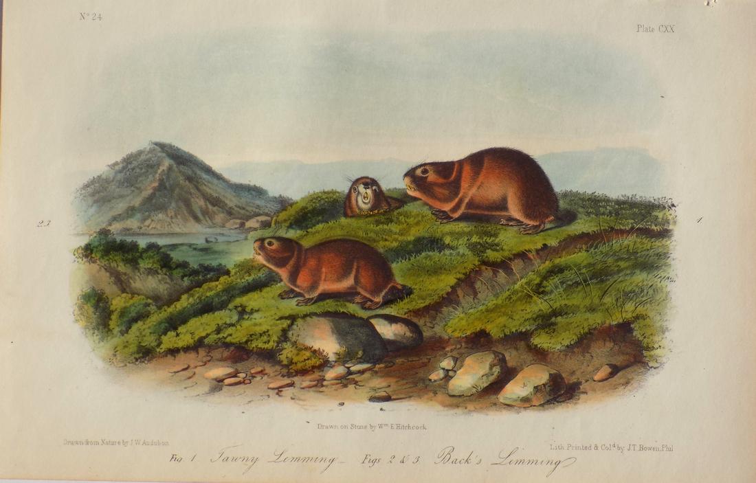 Audubon's Lemming (1 of 3)