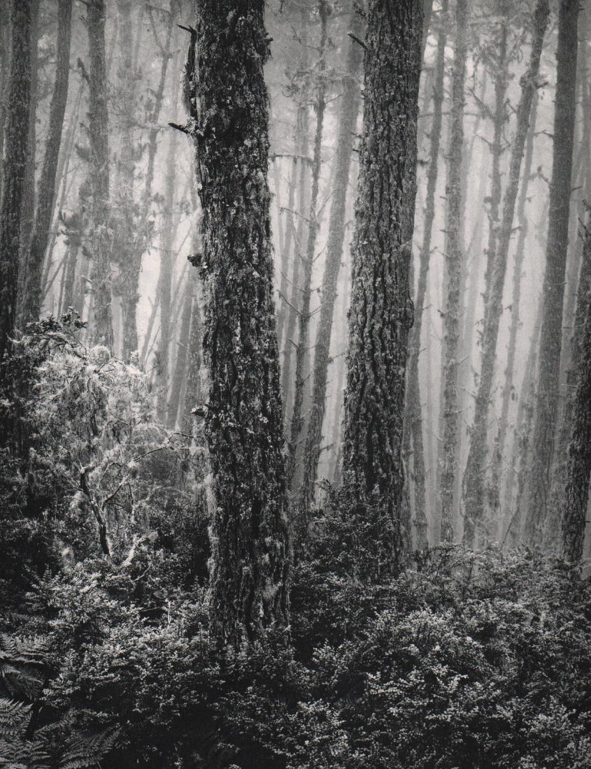 WYNN BULLOCK - Forest, Big Sur Country: Artist: WYNN BULLOCK Print Title: Forest, Big Sur Country Printing Date: 1964 Medium: Sheet-fed Gravure on coated paper Printed in USA Image Size: 9" x 12" Wynn Bullock (1902-1975), continues to be kn