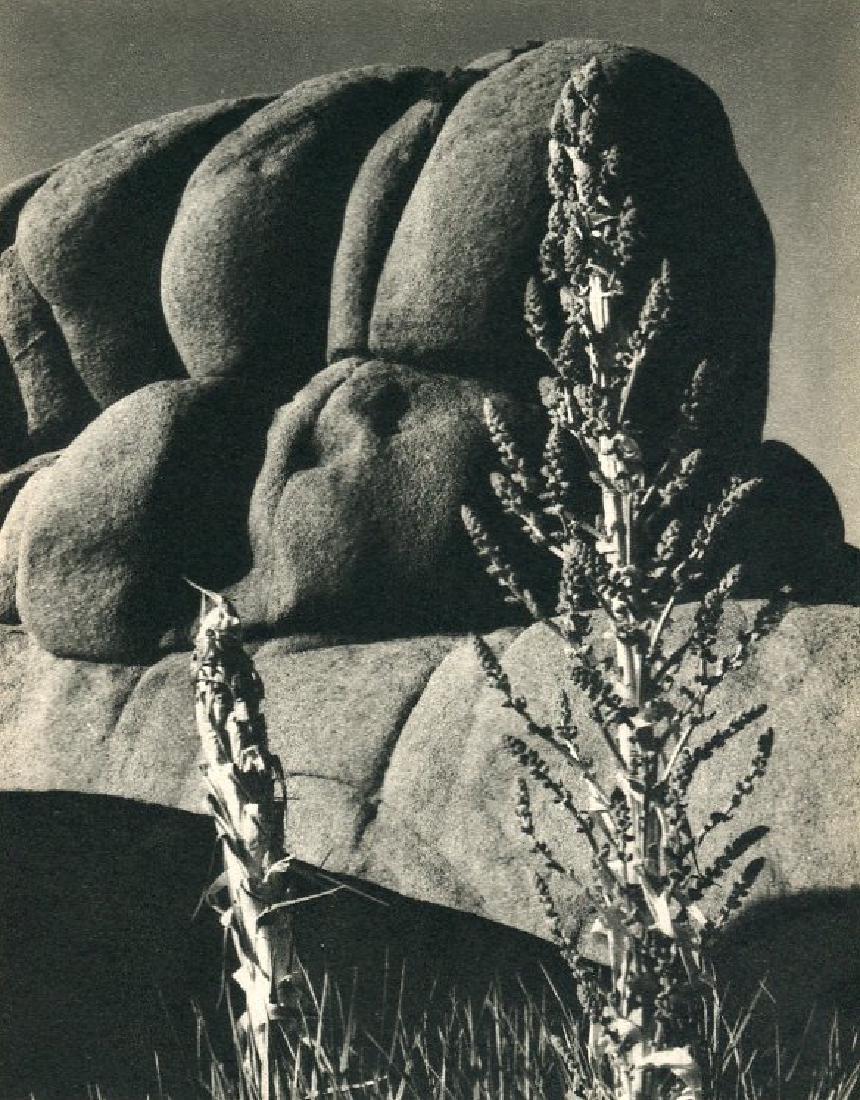EDWARD WESTON - Yucca and Rocks: Artist: EDWARD WESTON Print Title: Yucca and Rocks Printing Date: 1946 Medium: Sheet-fed Gravure Printed in Unknown Image Size approx. 6" x 7.5" Edward Henry Weston was a 20th-century American photogr
