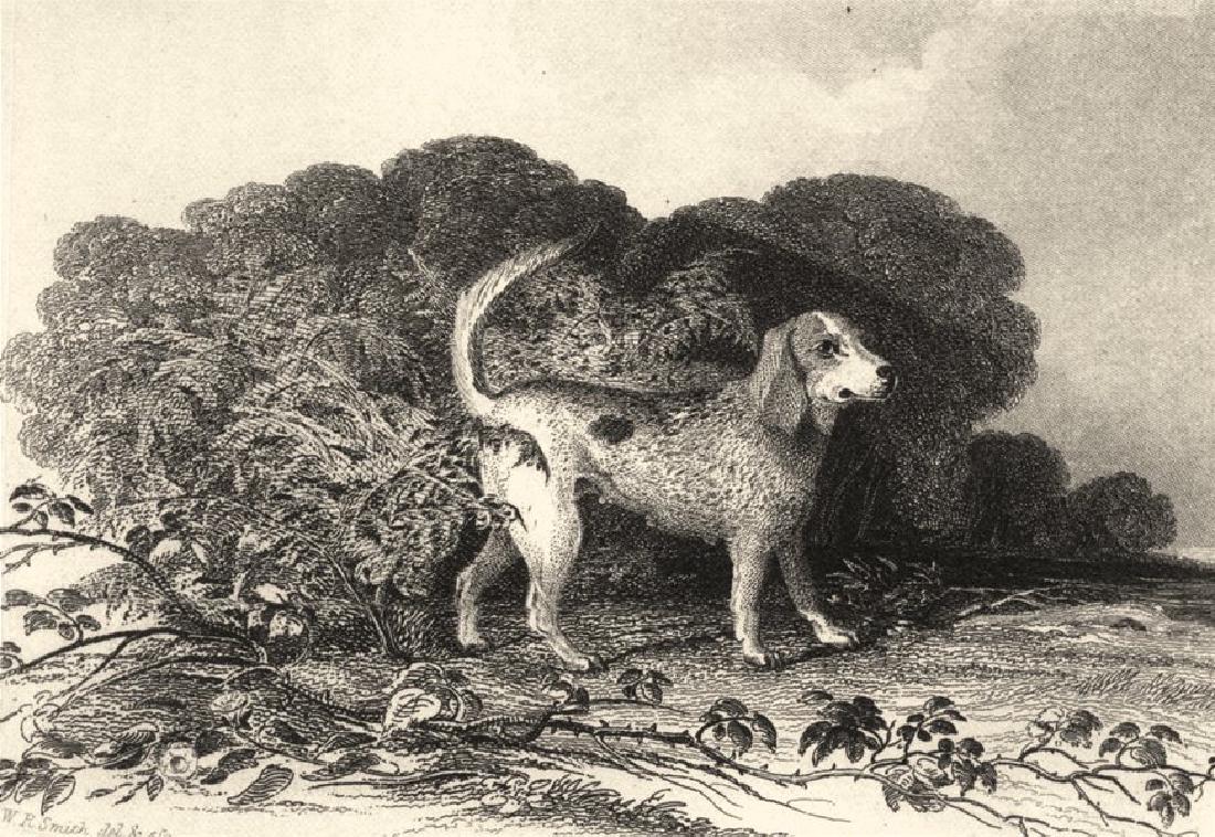Edward Jesse: Dogs: Beagle, 1888: Title: 'Beagle' Date Printed: 1888 Size: Approx 9.0 x 13.0cm, 3.5 x 5 inches (Small) Type: Antique steel engraved print Verso: There is nothing printed on the reverse side, which is plain Artist: Engr
