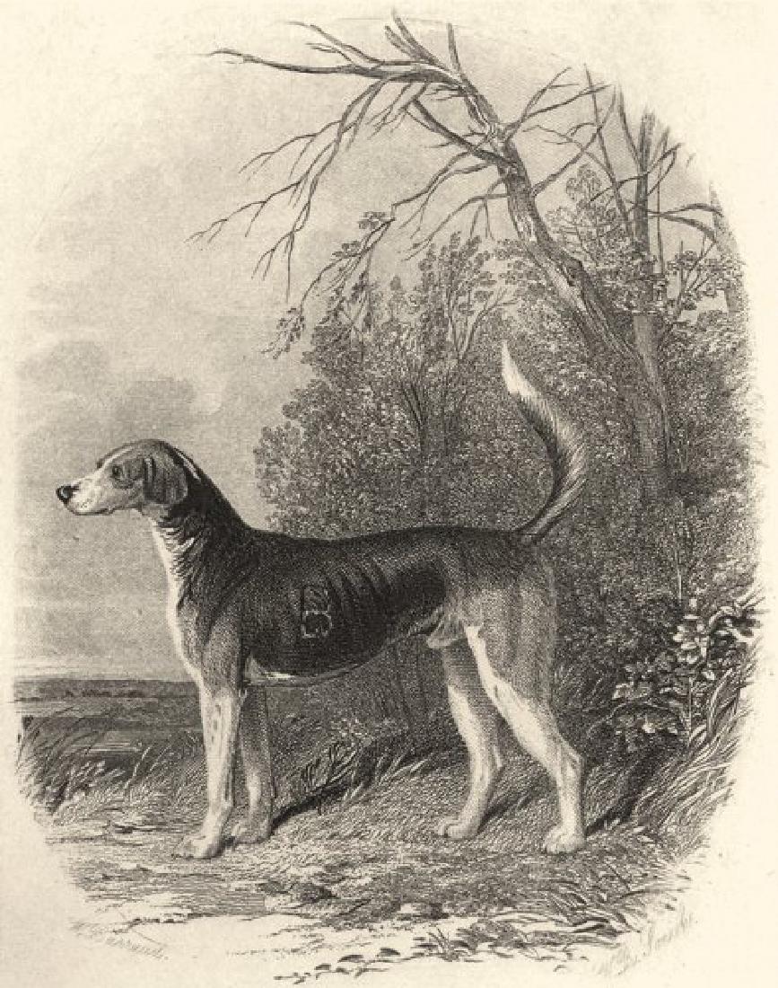 Edward Jesse: Dogs: Fox Hounds, 1888 (1 of 1)