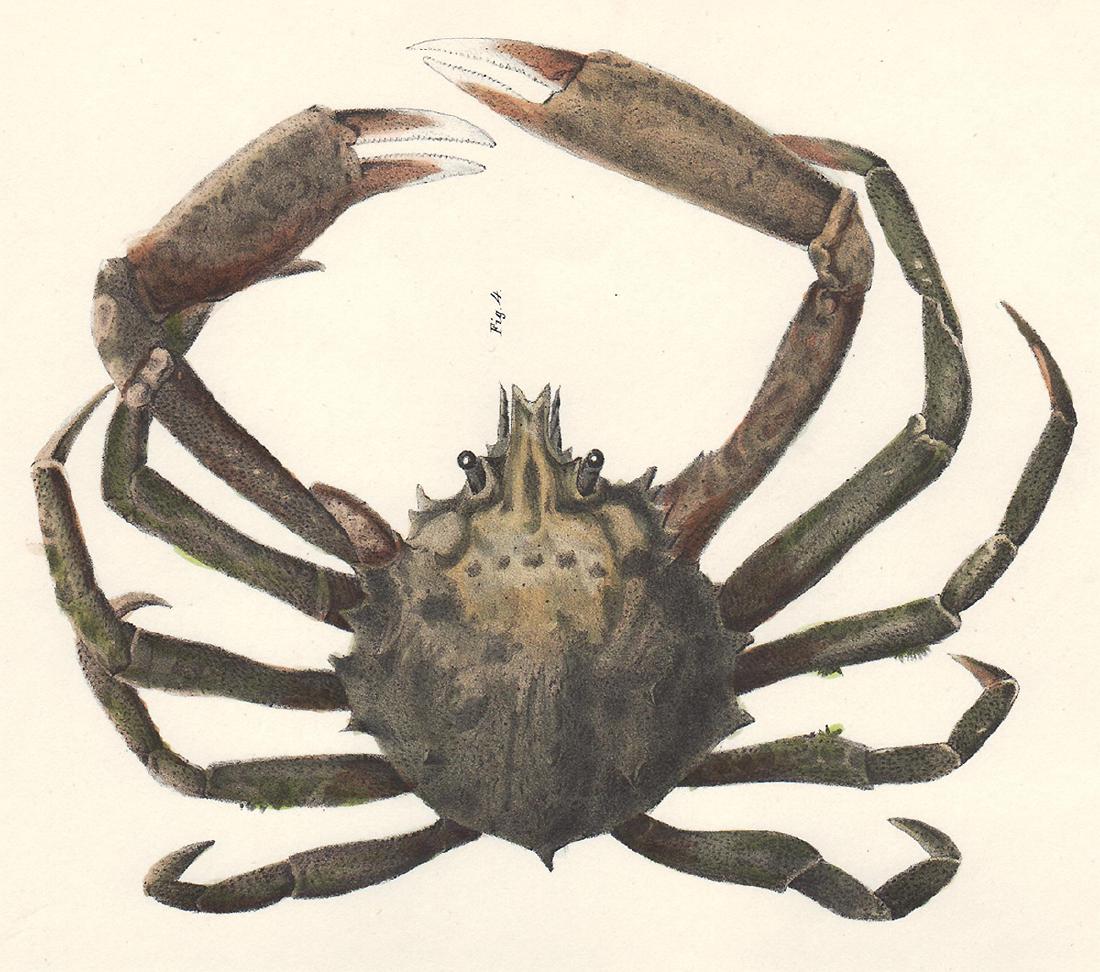 1843 DeKay Hand Colored Spider Crab (1 of 3)