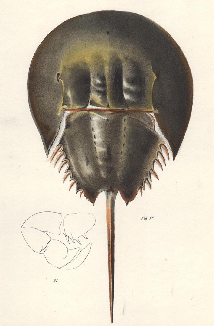 1843 DeKay Hand Colored Horseshoe Crab (1 of 3)