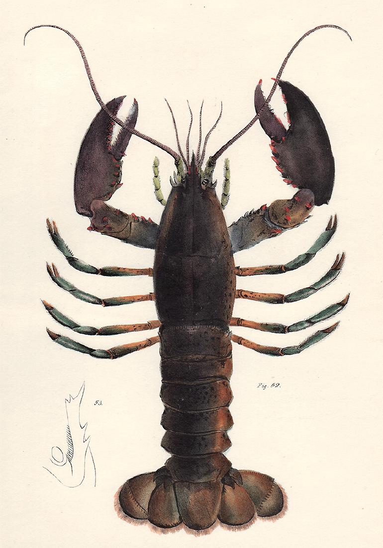 1843 DeKay Hand Colored American Lobster (1 of 3)