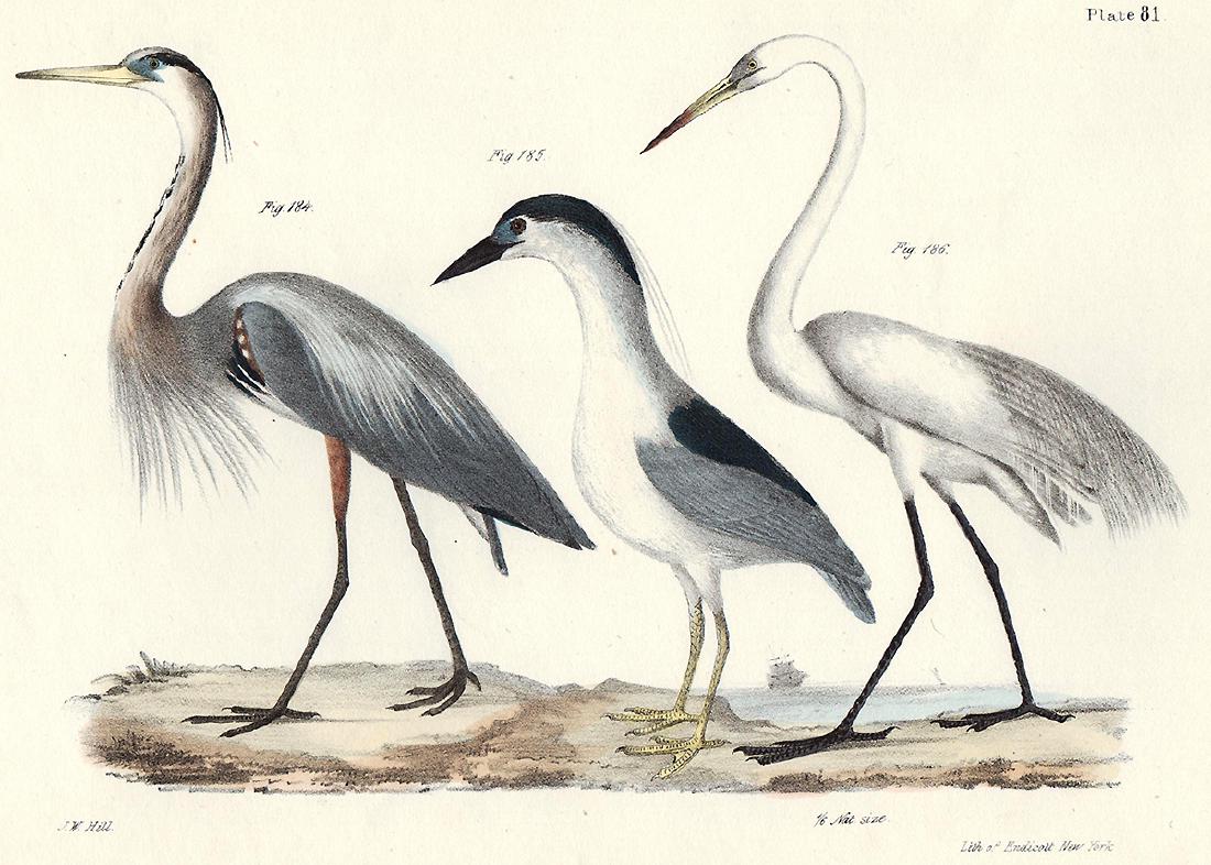 1844 DeKay Hand Colored Herons (1 of 3)