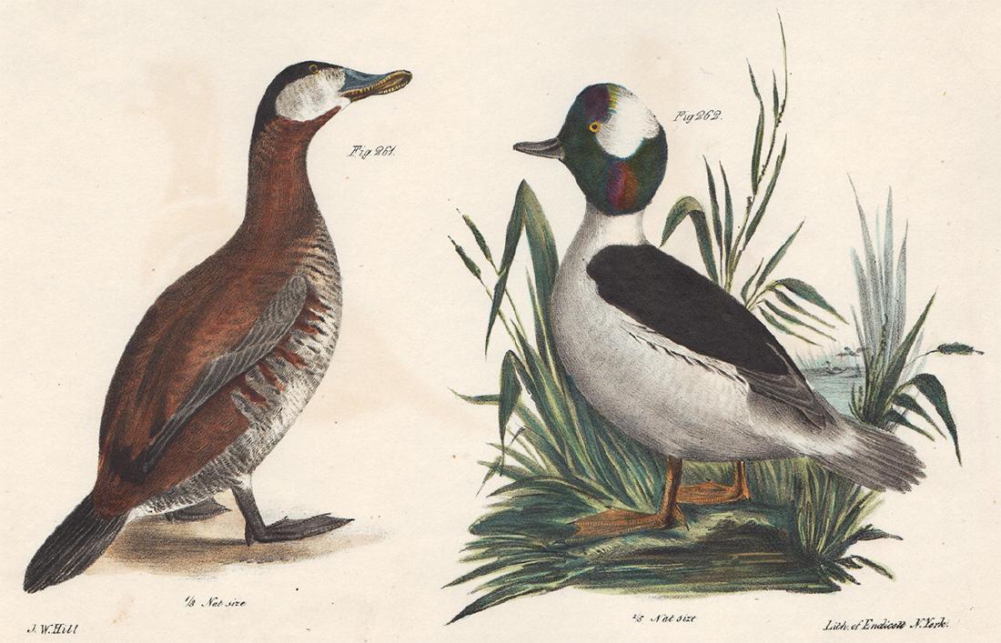 1844 DeKay Hand Colored Ducks (1 of 3)