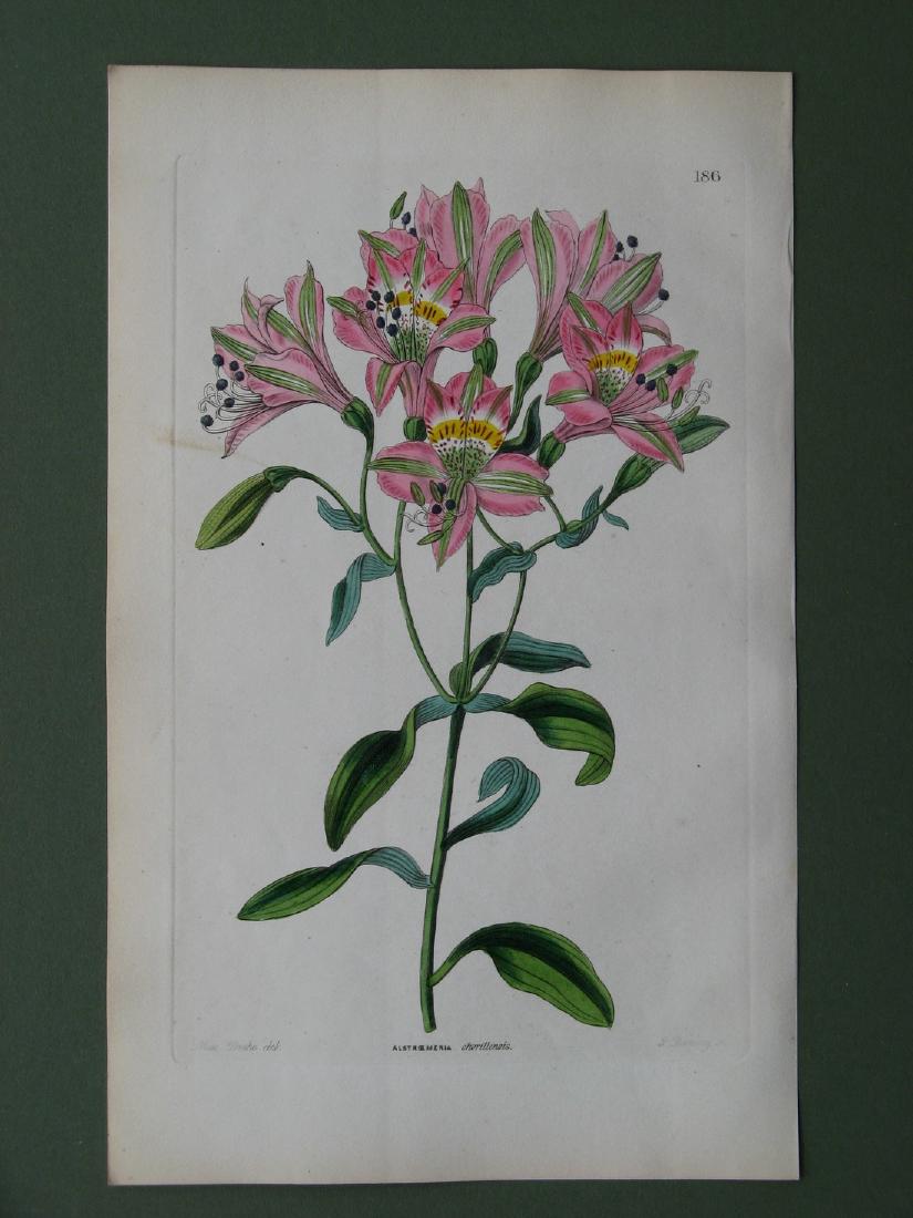 Botanical print: Alstromerian Chorillensis (1 of 1)