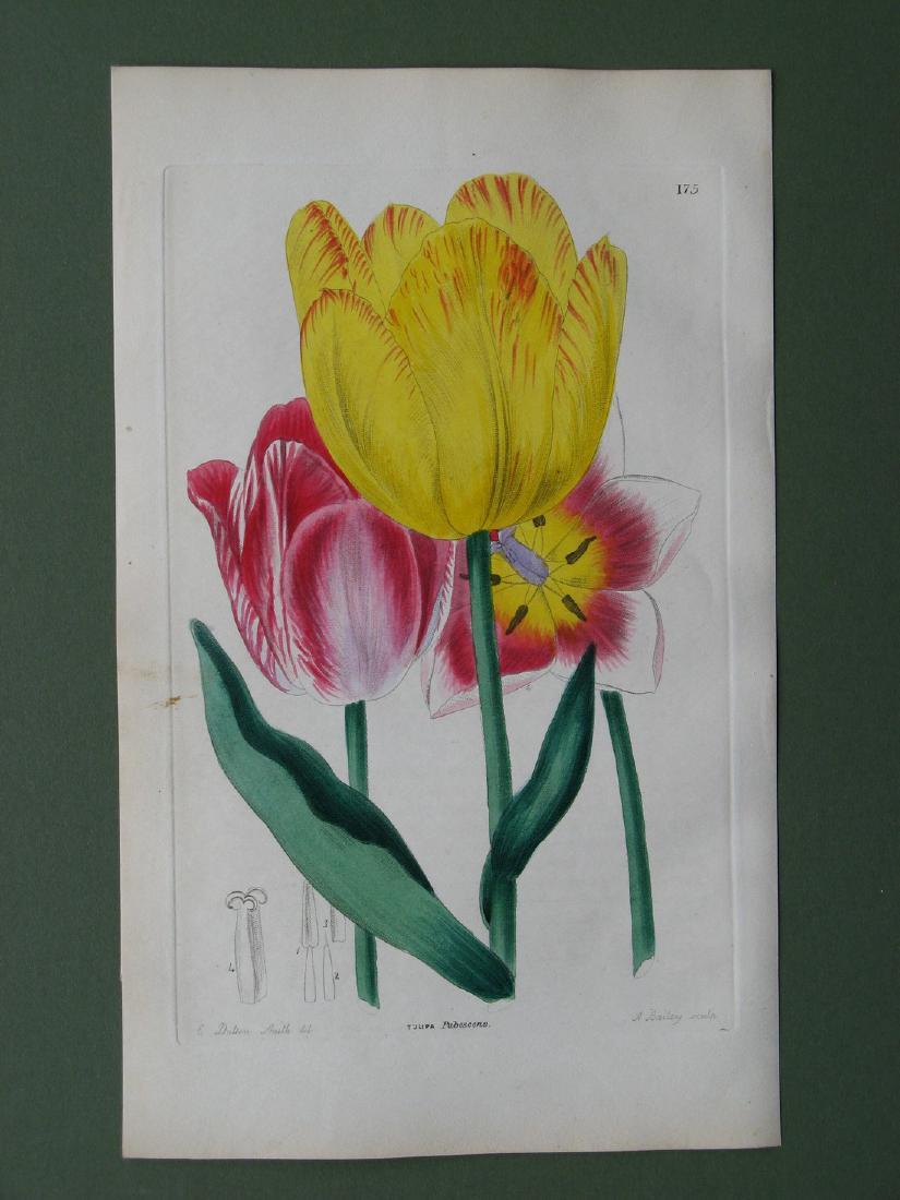 Botanical print:  Tulipa Pubescens (1 of 1)