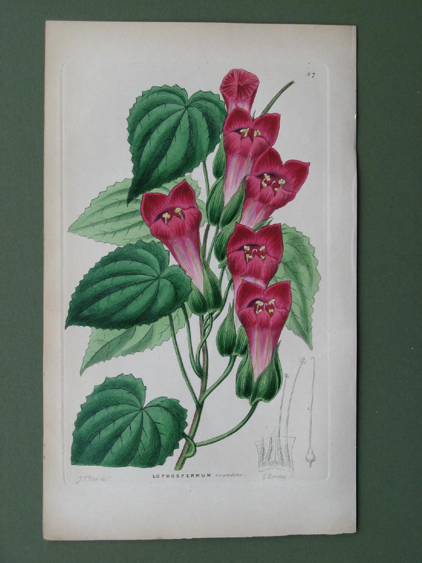 Botanical print: Lophosperum Scandens (1 of 1)