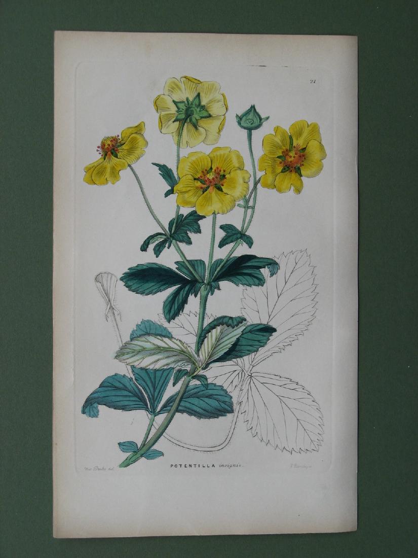 Botanical print: Potentilla (1 of 1)