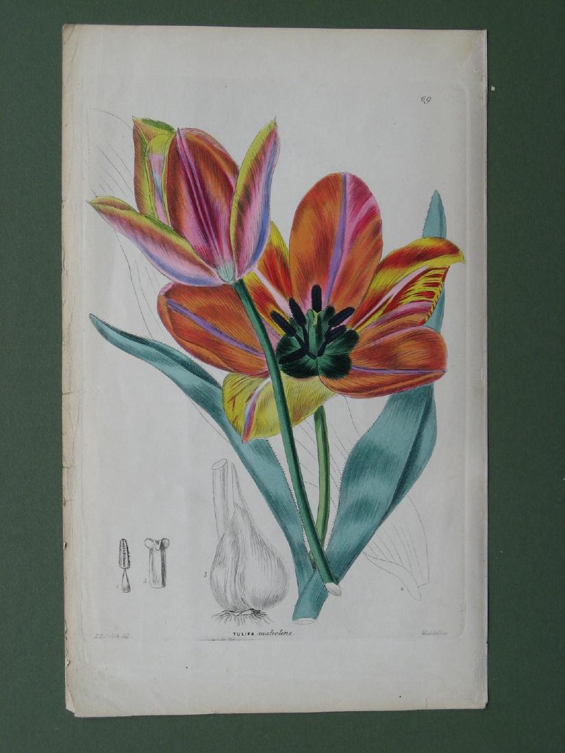 Botanical print: Tulipa Maleolens (1 of 1)