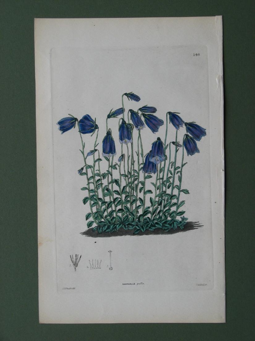 Botanical print: Campanula Pulla (1 of 1)
