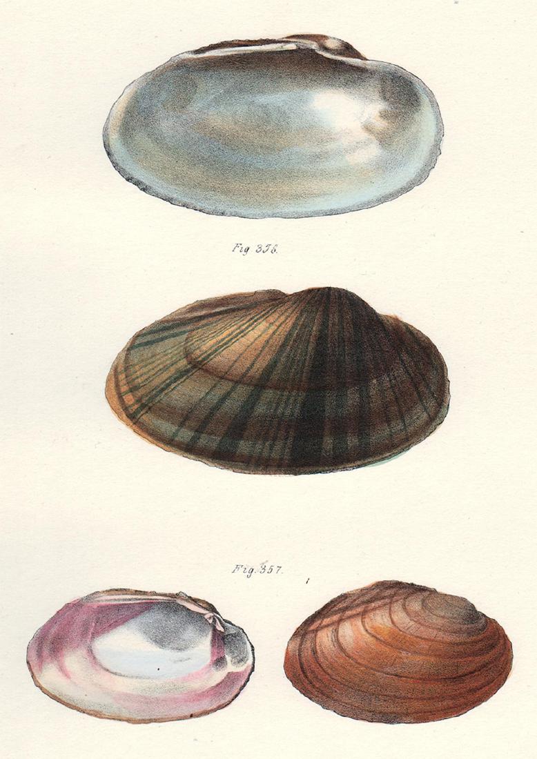 1842 DeKay Hand Colored Shells (1 of 3)