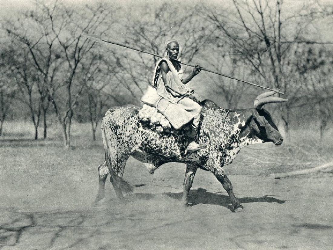 HUGO BERNATZIK - Aulad Hamid, Ox Rider: Artist: HUGO BERNATZIK Print Title: Aulad Hamid, Ox Rider Medium: Sheet-Fed Gravure Printed in Germany circa 1930 Image Size: 8 x 6" Hugo Adolf Bernatzik (1897 – 1953), was an Austrian anthropologis