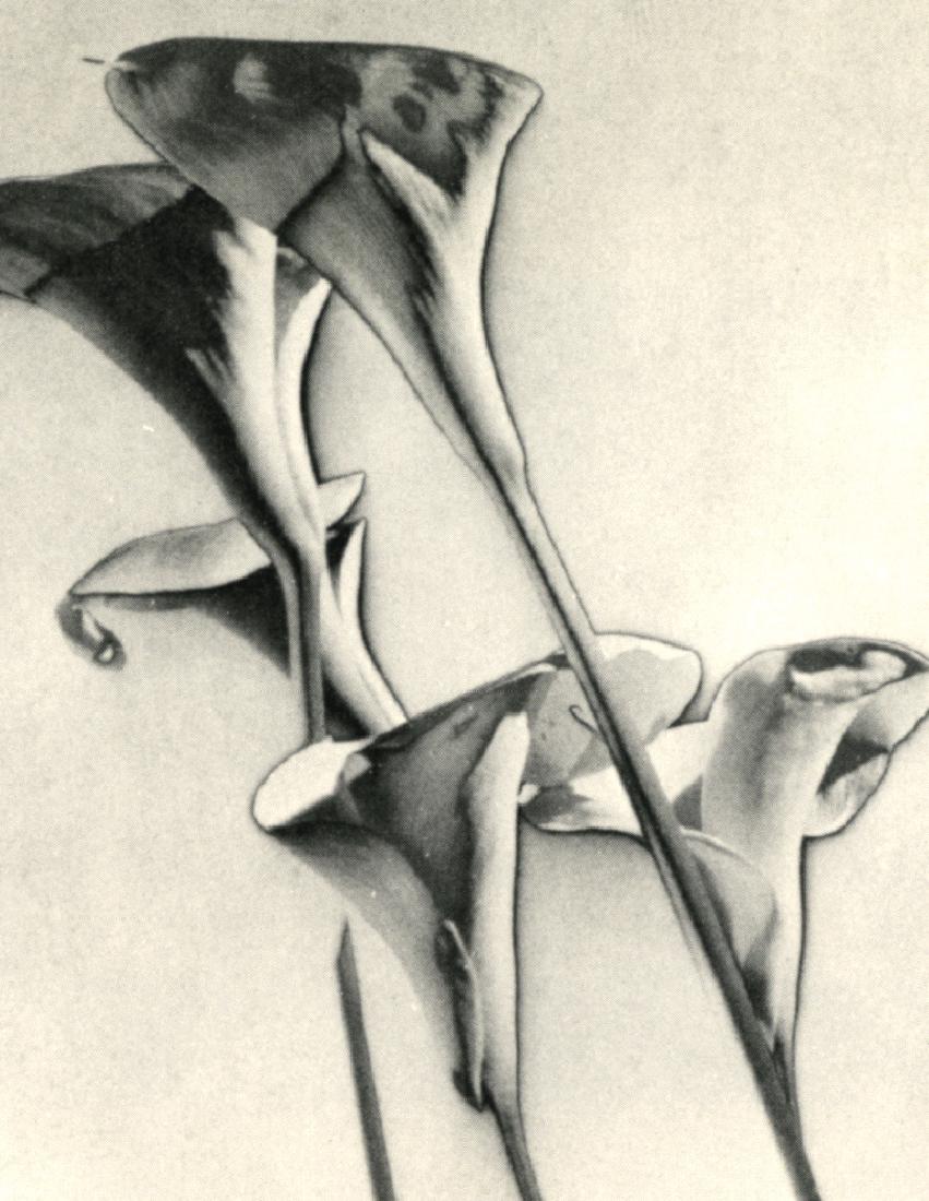 MAN RAY: Lillies (solarized): Artist: MAN RAY Print Title: Lillies (solarized) Printing Date: 1934 Medium: Sheet-fed Gravure Printer: Neogravure Company, France Image size (inches) approx. 8 x 10" Man Ray, original name Emmanuel R