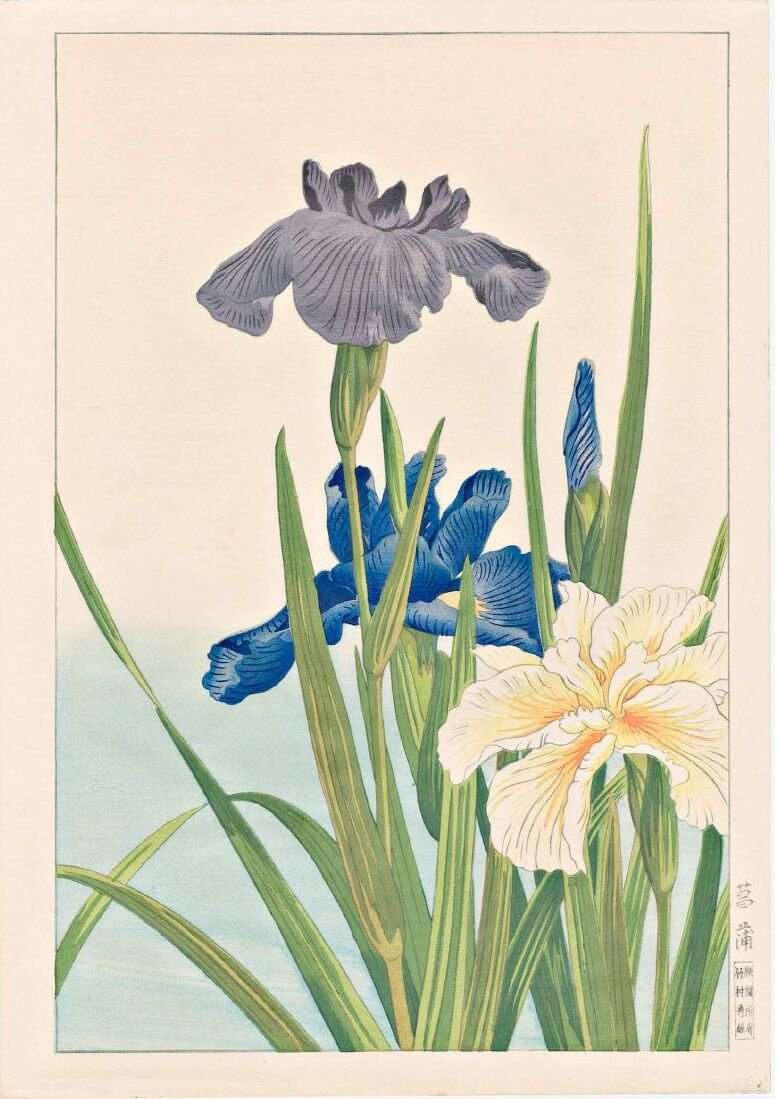 Hodo Nishimura: Irises (1 of 1)