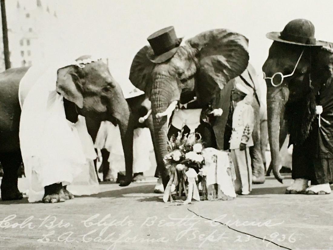 1936 Circus Elephant Wedding Vintage Clyde Beatty Photo: Antique 1936 Circus Elephant Wedding Vintage Clyde Beatty Animal Photo Please note that this lot has a confidential reserve. When you leave a bid in advance of the auction, submit your maximum. Jasper