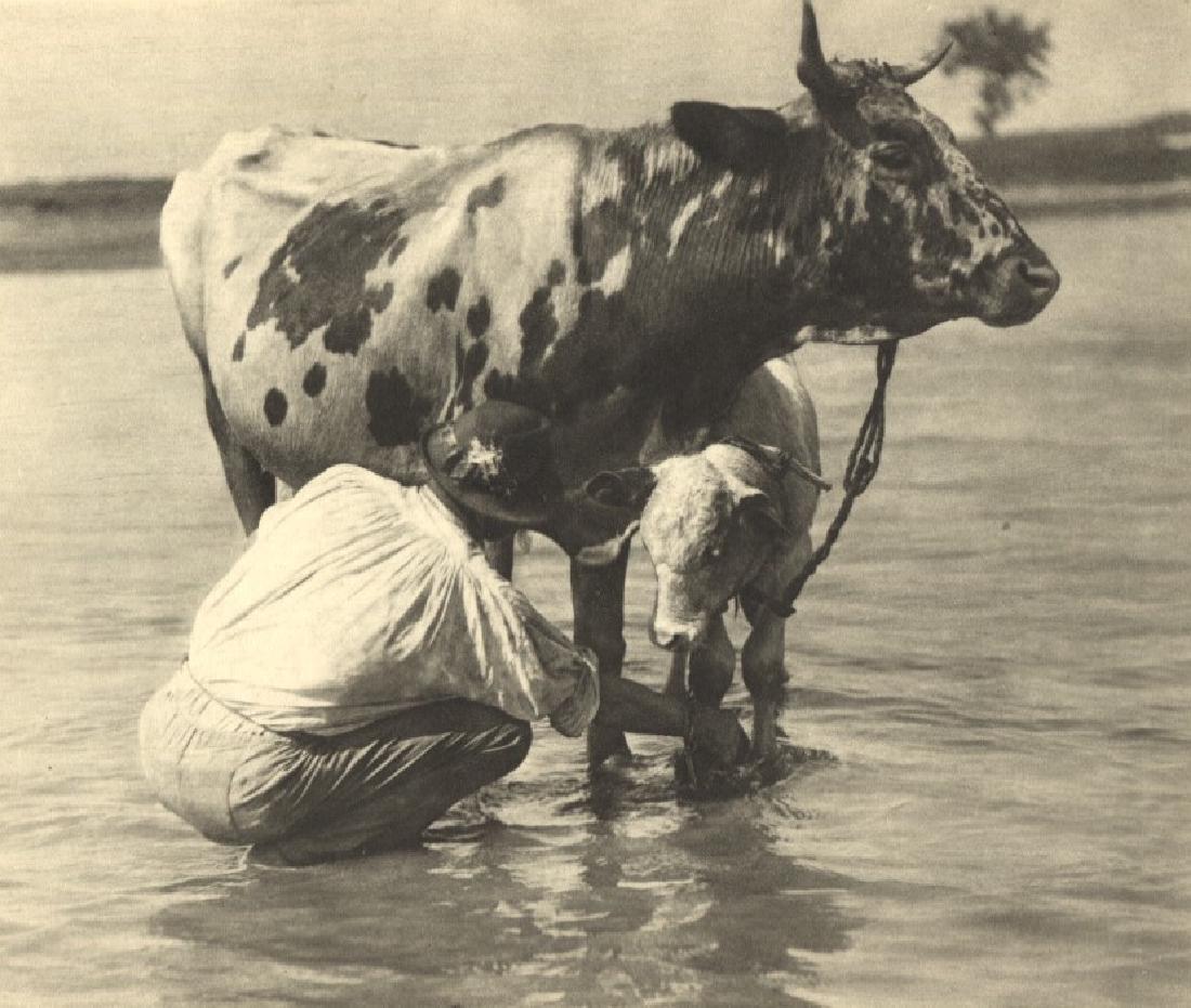 EDWIN RAUPP - Calf: Artist: EDWIN RAUPP Print Title: Calf From an incredible 1920s collection of European Photographers Medium: Vintage Sheet-fed Gravure Printing Date: mid - 1920s Printed: Berlin, Germany Image Size: 9"