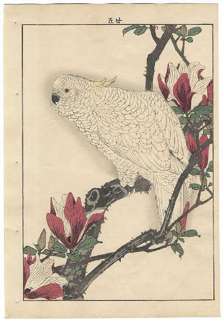 Imao Keinen: Magnolia, Sulphur-crested Cockatoo (1 of 1)