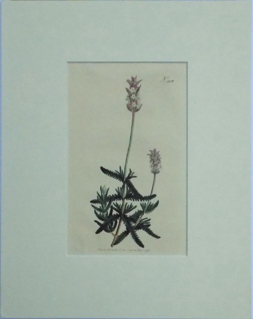 Wild Lavendar (Plate 400), 1798 (1 of 3)