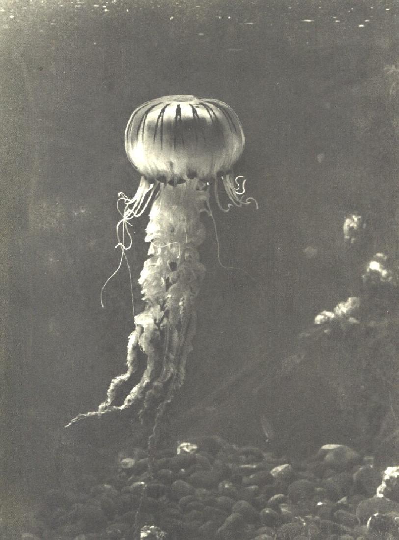 FRANZ SCHENSKY, G.D.L - Kompassqualle Compass Jellyfish: Artist: FRANZ SCHENSKY, G.D.L Print Title: Kompassqualle - Compass Jellyfish From an incredible 1920s collection of European Photographers Medium: Vintage Sheet-fed Gravure Printing Date: mid - 1920s 