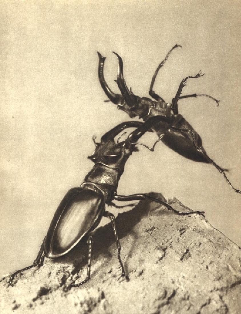 VJ STANEK - Stag Beetles fighting for a Female: Artist: VJ STANEK Print Title: Stag Beetles fighting for a Female Medium: Vintage Sheet-Fed Gravure Printed in Czechosolovakia, 1954 Image size 6.5 X 9" Dr V. J. Stanek (1907 - 1983) was a Czech scien