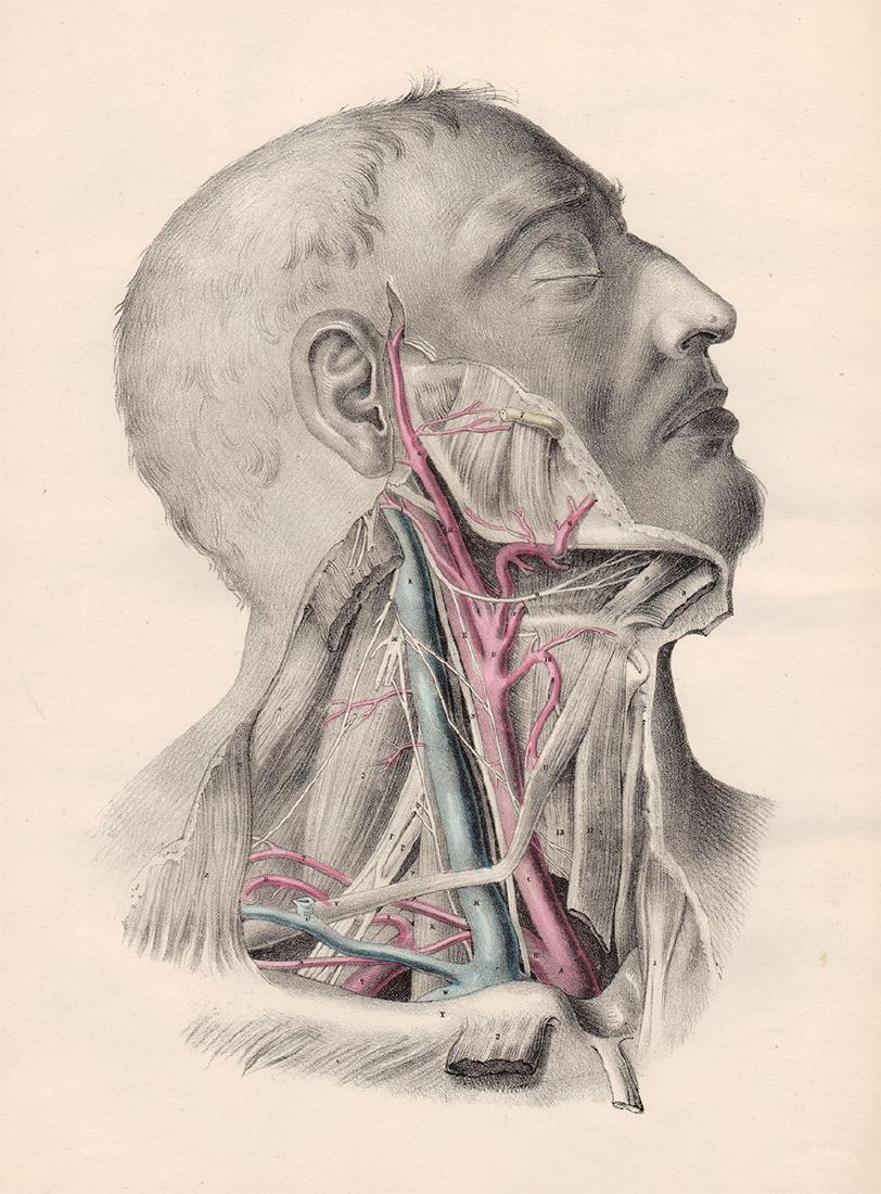 Anatomical drawing by Joseph Maclise, 1870 (1 of 3)
