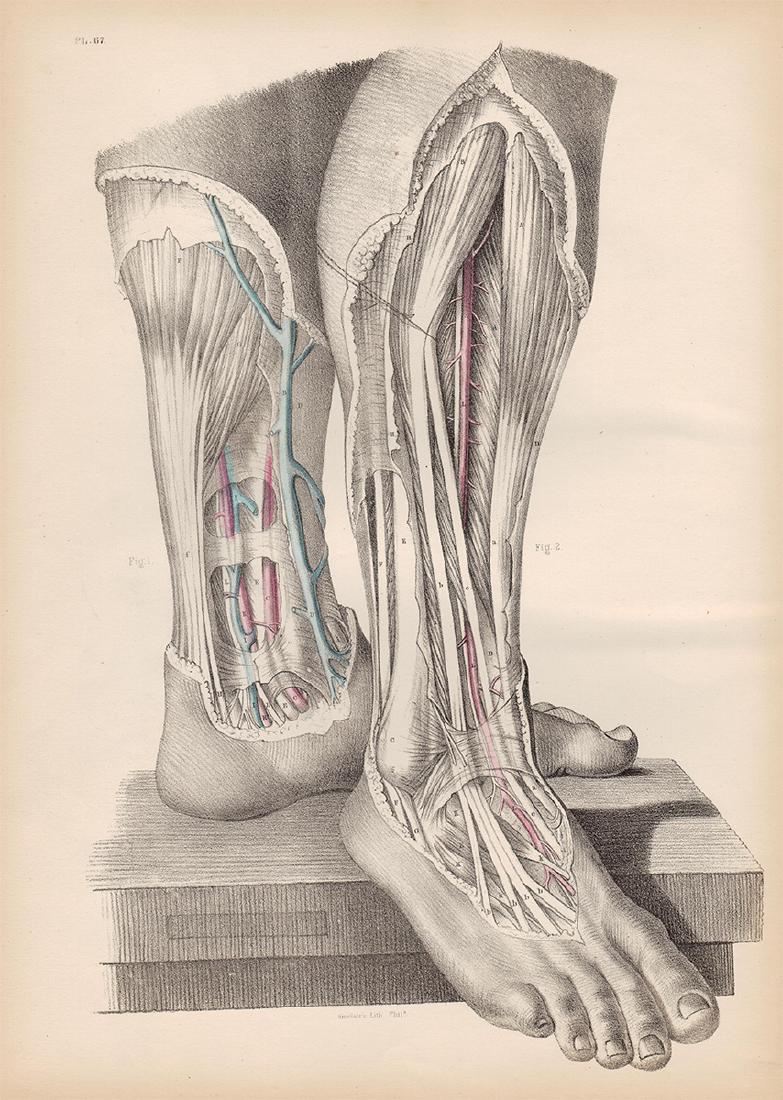 Anatomical drawing by Joseph Maclise, 1870 (1 of 4)