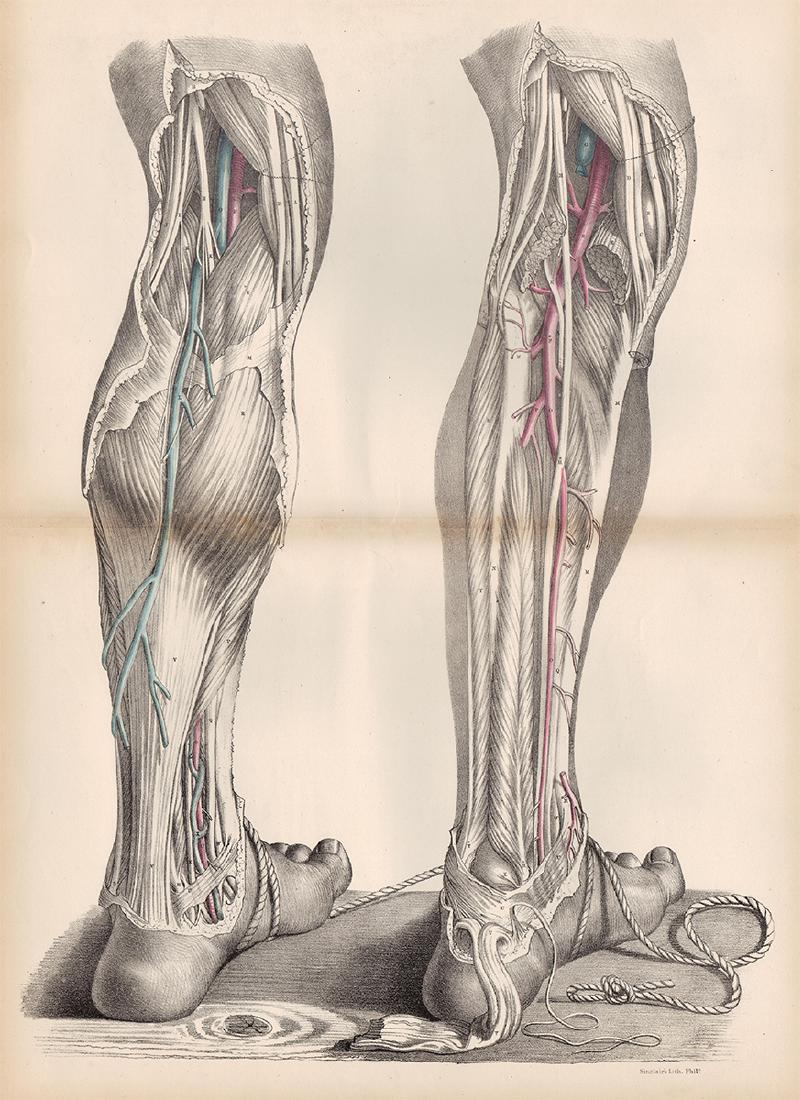 Anatomical drawing by Joseph Maclise, 1870 (1 of 4)