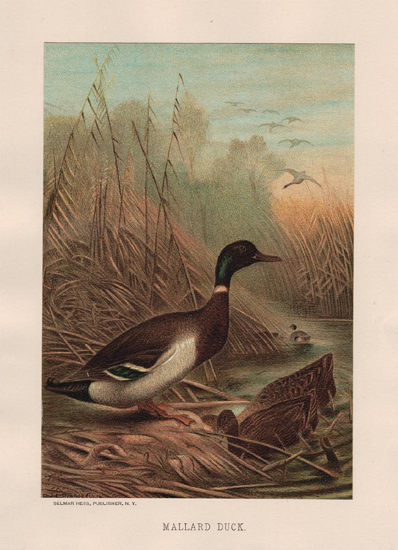 Mallard Duck by Louis Prang, 1885 (1 of 3)