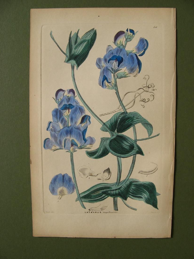 Lathyrus Magellanicus (1 of 1)