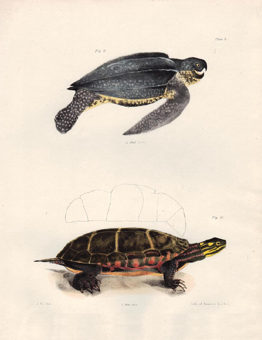 Turtles by James DeKay, 1842 (1 of 5)