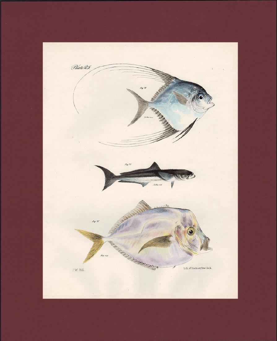 3 Fish by James DeKay, 1842 (1 of 4)