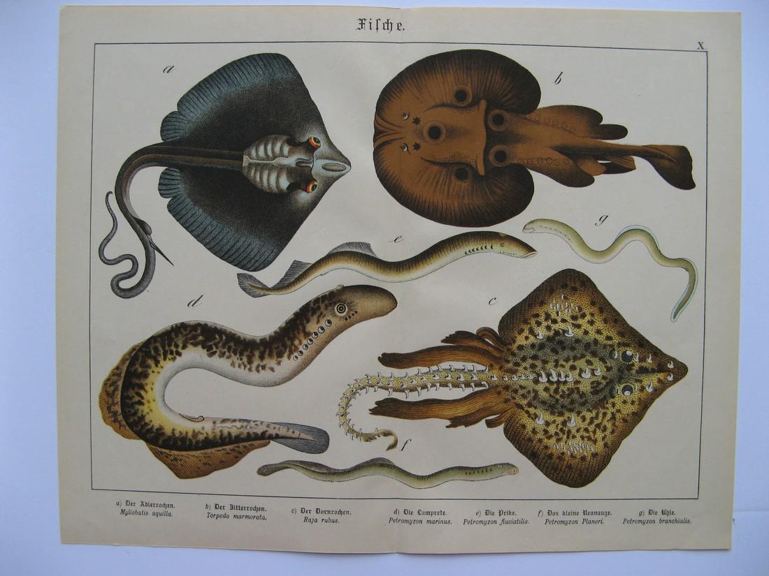 Skates, Rays, Eels: Skates, Rays, Eels. Colored lithograph from "Natural History of Reptiles, Amphibians, Insects... Size: 12.8 x 16.5 inches. By Prof. Gotthilf H. von Schubert, 1880, Eklingen & Muncih Please note that t
