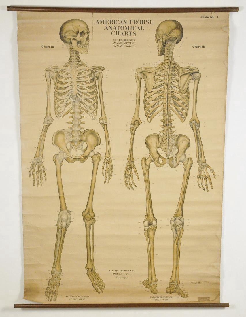 Nystrom Frohse Anatomical Charts