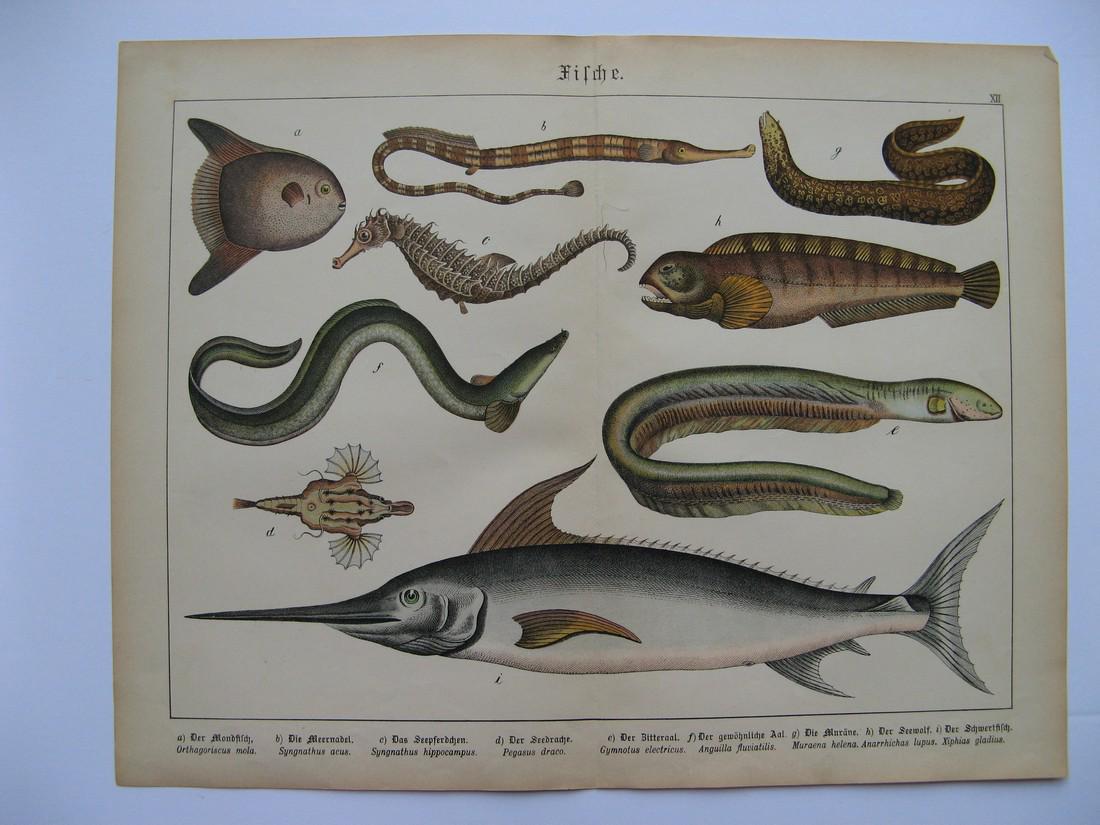 Swordfish, Sea Horse, Eels, Etc: Swordfish, Sea horse, eels, etc. Colored lithograph from "Natural History of Birds for School and Home". Size: 12.8 x 16.5 inches. By Prof. Gotthilf H. von Schubert, 1880, Eklingen & Muncih Please not