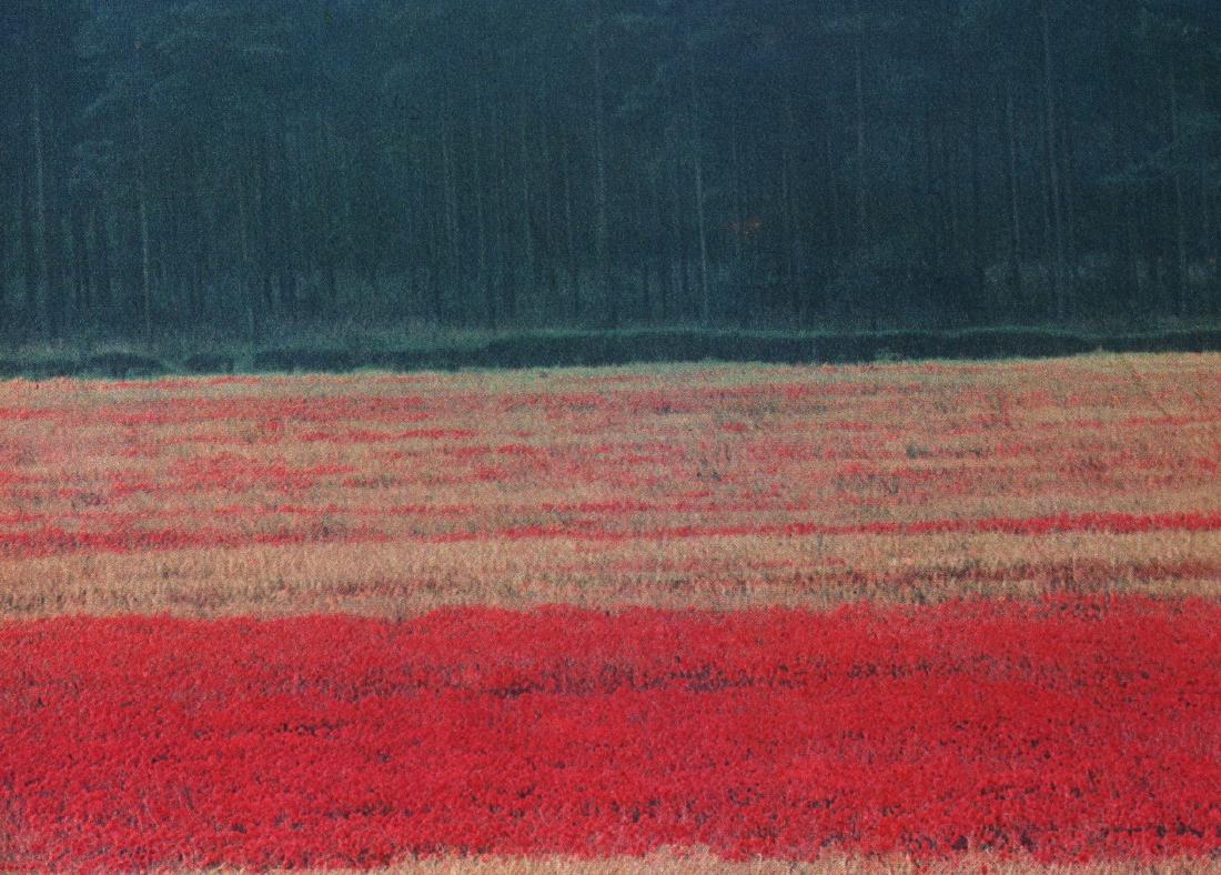 CECIL BEATON - Poppies in Norfolk: Artist: CECIL BEATON Print Title: Poppies in Norfolk Printing Date: 1968 in the UK Medium: Sheet-fed Color Gravure Image Size: 8 x 6" Cecil Beaton was an English fashion, portrait and war photographer