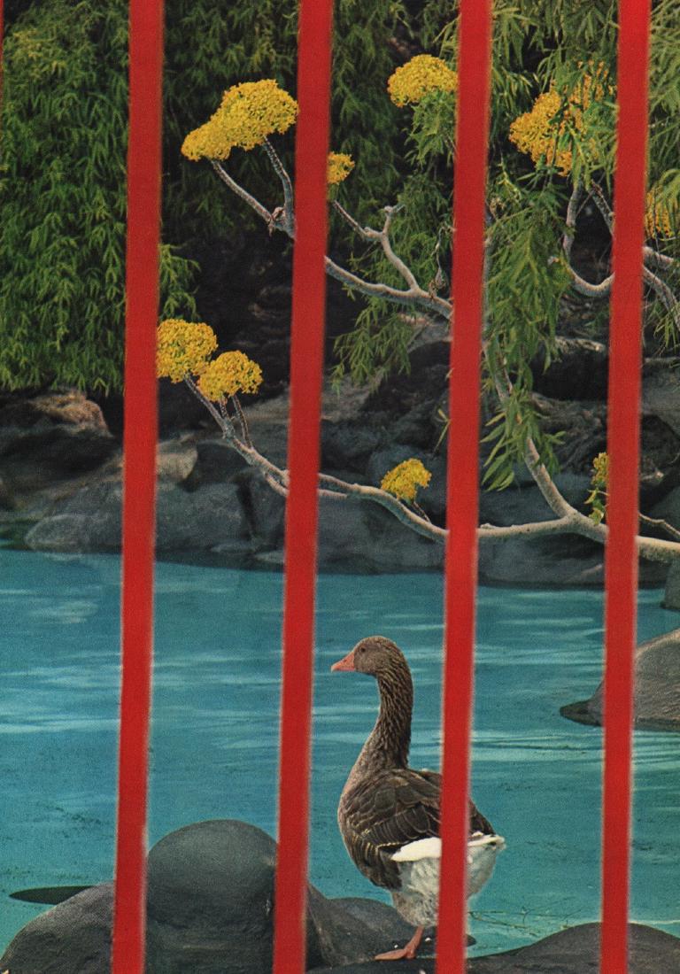 ALFRED EISENSTAEDT - Duck: Artist: ALFRED EISENSTAEDT Print Title: Duck Printing Date: 1966 Medium: Sheet-fed Gravure Printed in Switzerland Image Size: 9" x 12" Alfred Eisenstaedt (1898 – 1995) was a German-born American pho