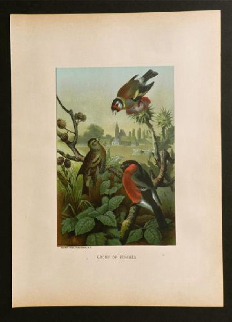 Group of Finches, 1885 Handcolored Print (1 of 1)
