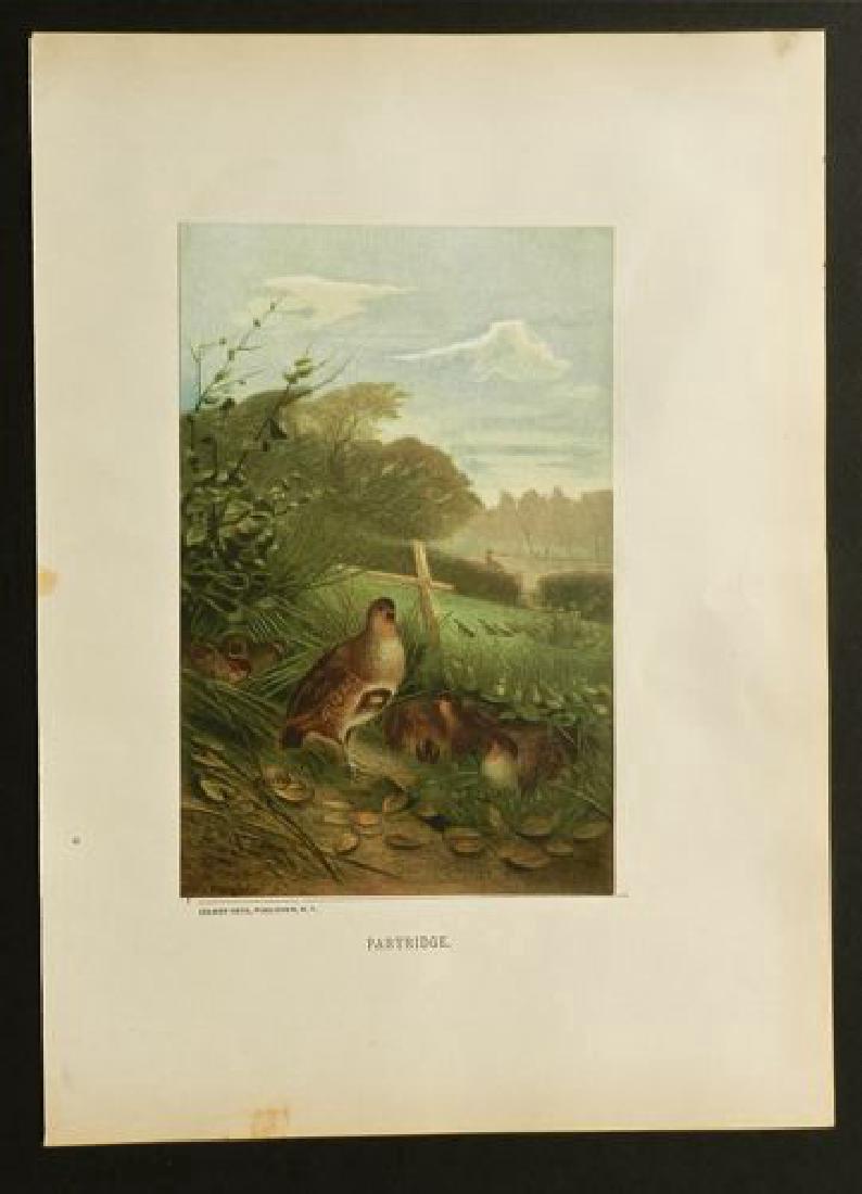 Partridge, 1885 Handcolored Print (1 of 1)