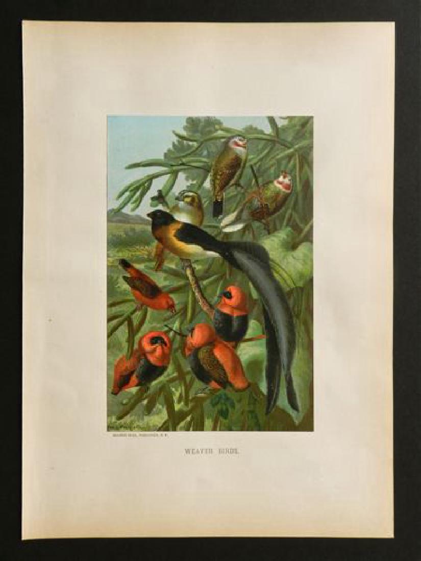 Weaver Birds, 1885 Handcolored Print (1 of 1)