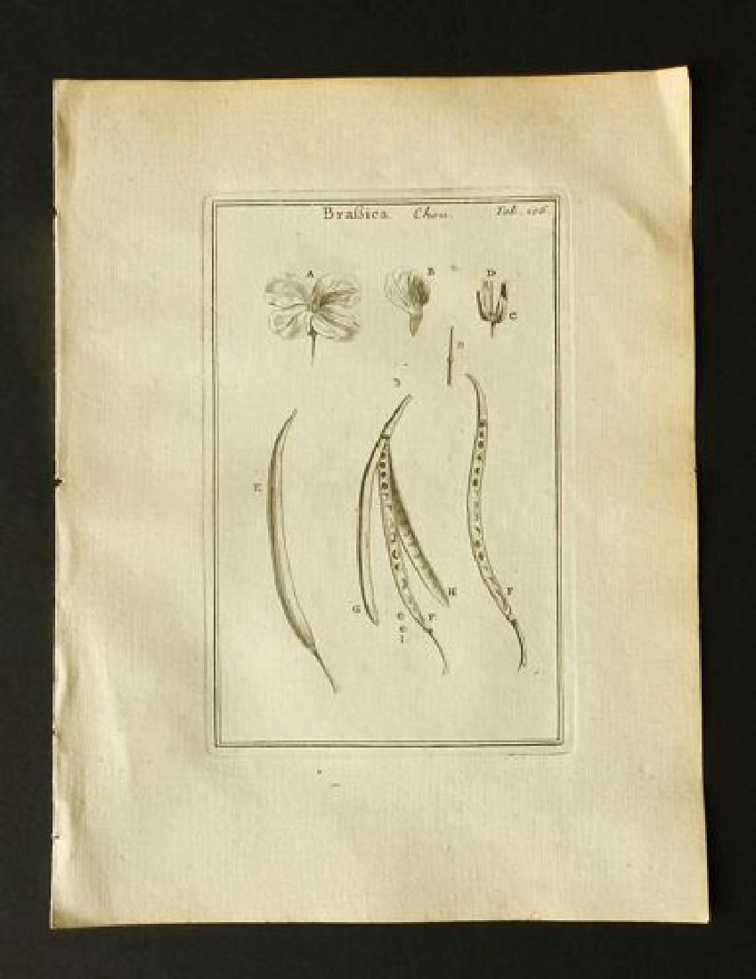 Brabica, 1700 Black and White Engraving (1 of 1)