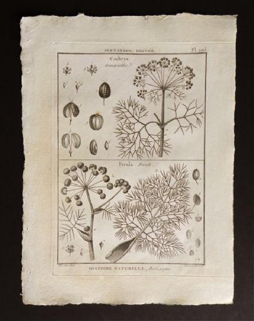 Cachrys, 1700 Black and White Engraving (1 of 1)