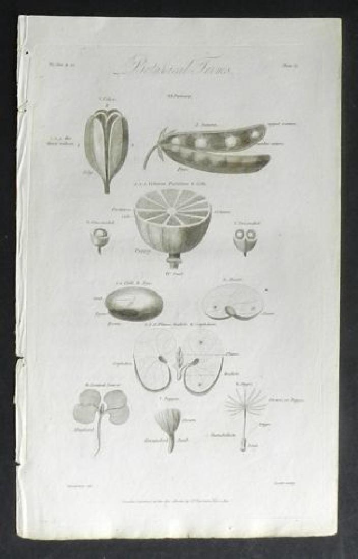Botanical Terms, 1812 Antique Print (1 of 1)