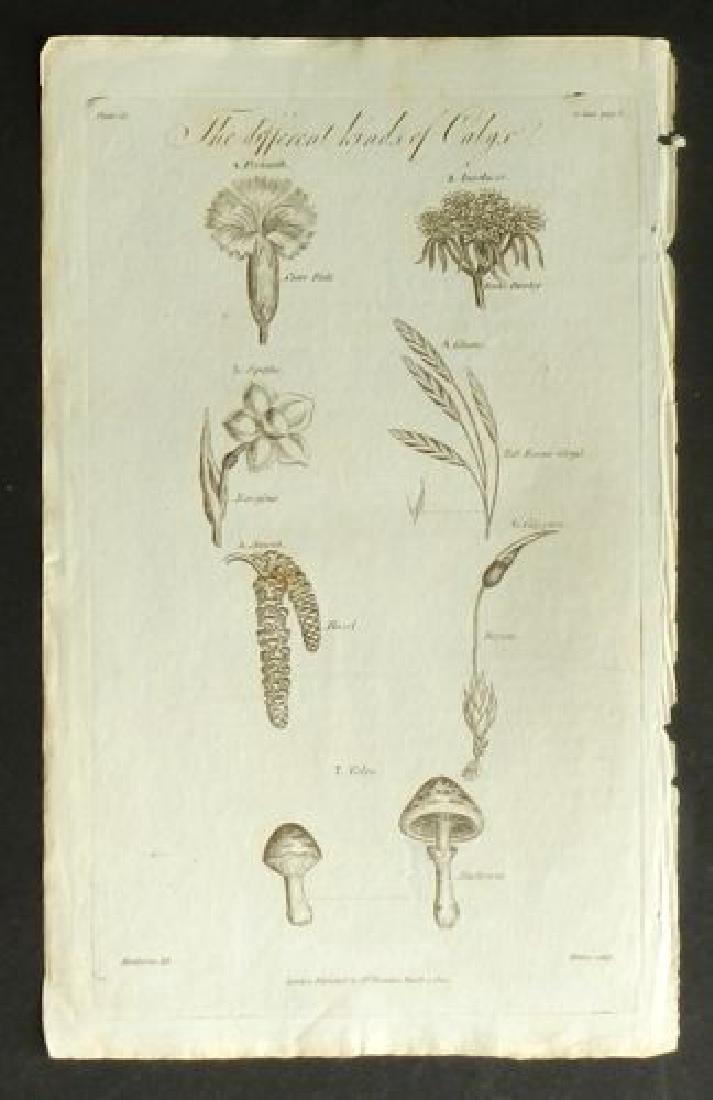 Calyx, 1812 Antique Print (1 of 1)